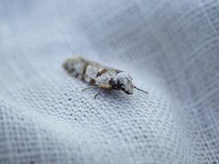 Oxythecta hieroglyphica