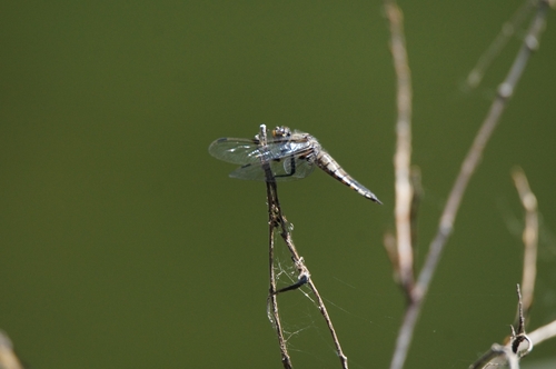 iNaturalist observation photo of Four-spotted Skimmer