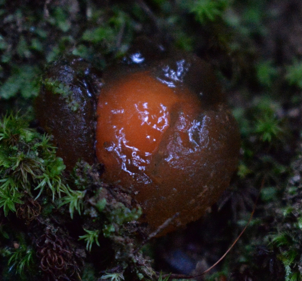 stalked puffball-in-aspic · June 2026 · photo: Photo: (c) Ben Gruhot, some rights reserved (CC BY) · iNaturalist