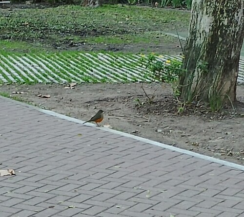 Rufous-bellied Thrush