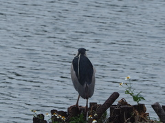 Nycticorax nycticorax