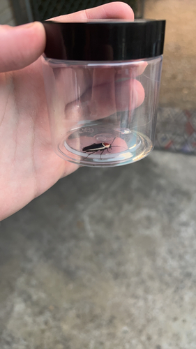 Pale-bordered Field Cockroach