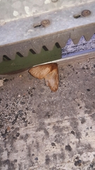 Phyllalia