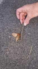 Phyllalia