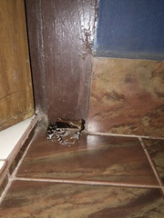 Hydrophylax bahuvistara