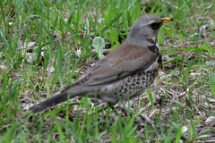 Turdus pilaris