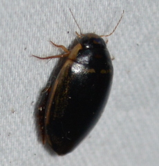 Thermonectus basillaris