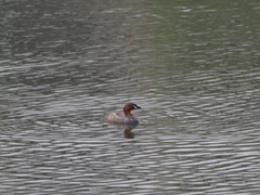 Tachybaptus ruficollis