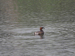 Tachybaptus ruficollis