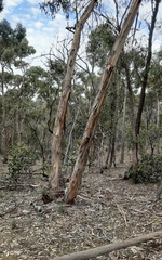 Eucalyptus goniocalyx laxa