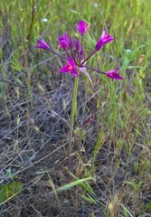 Allium peninsulare