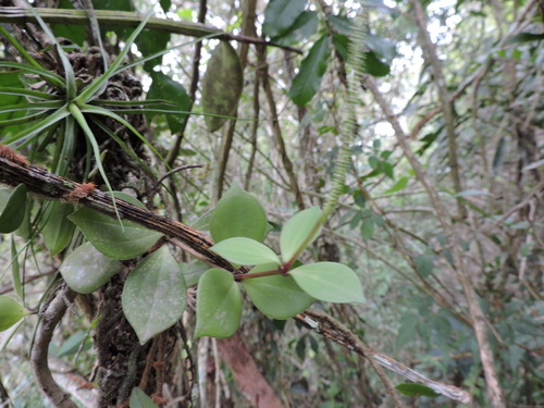 Peperomia pereskiifolia