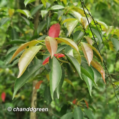 Elaeocarpus chinensis