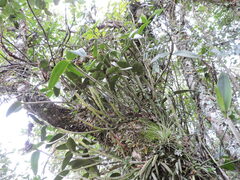 Cattleya intermedia, photograph (c) Fabrício Mil Homens Riella, some rights reserved (CC BY)
