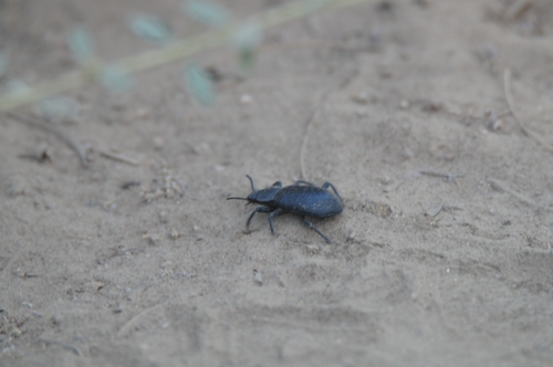iNaturalist observation photo of Serrated Darkling Beetle