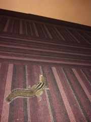 Funambulus tristriatus