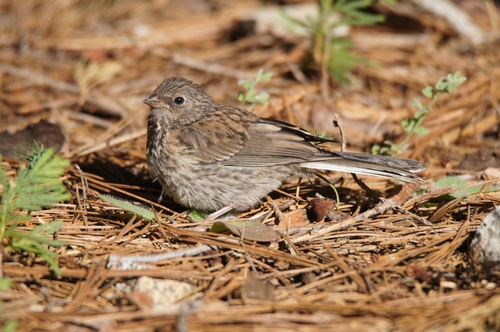 Sierra Junco