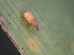 Neomycta pulicaris