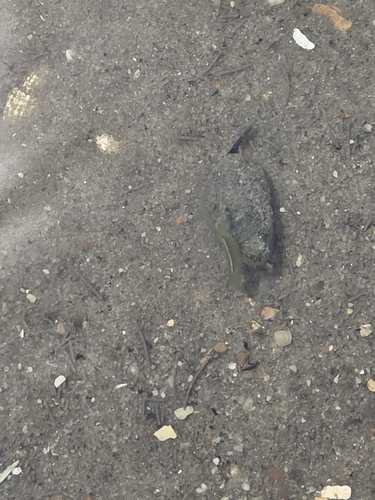 Baltic Isopod photo 4