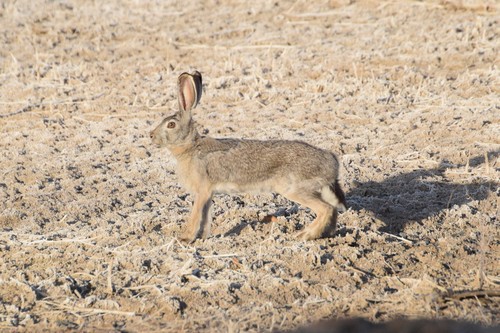 Tolai Hare