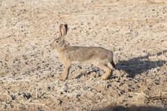 Lepus tolai