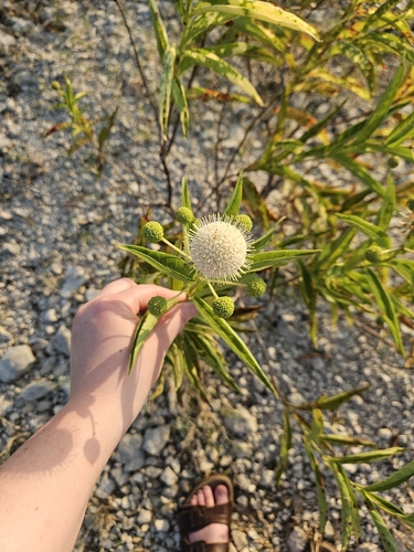 buttonbush