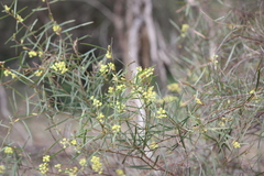 Acacia iteaphylla