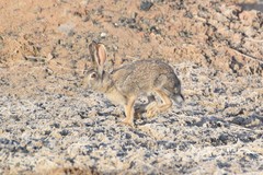 Lepus tolai