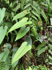 Dioscoreaceae