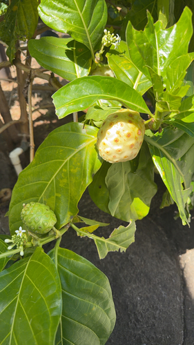 Morinda citrifolia observed 2026-06-26