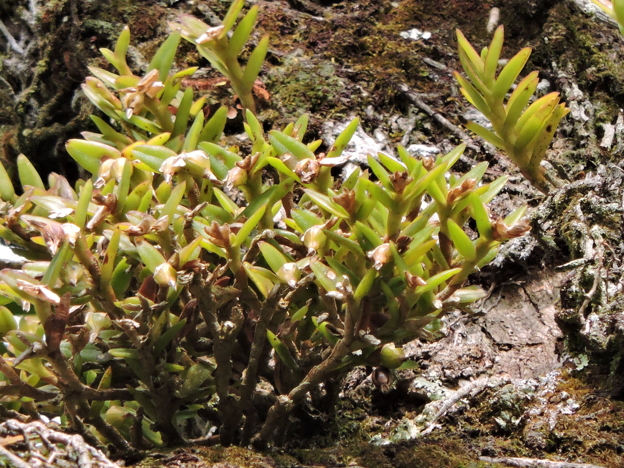 Epidendrum strobiliferum Rchb.f.