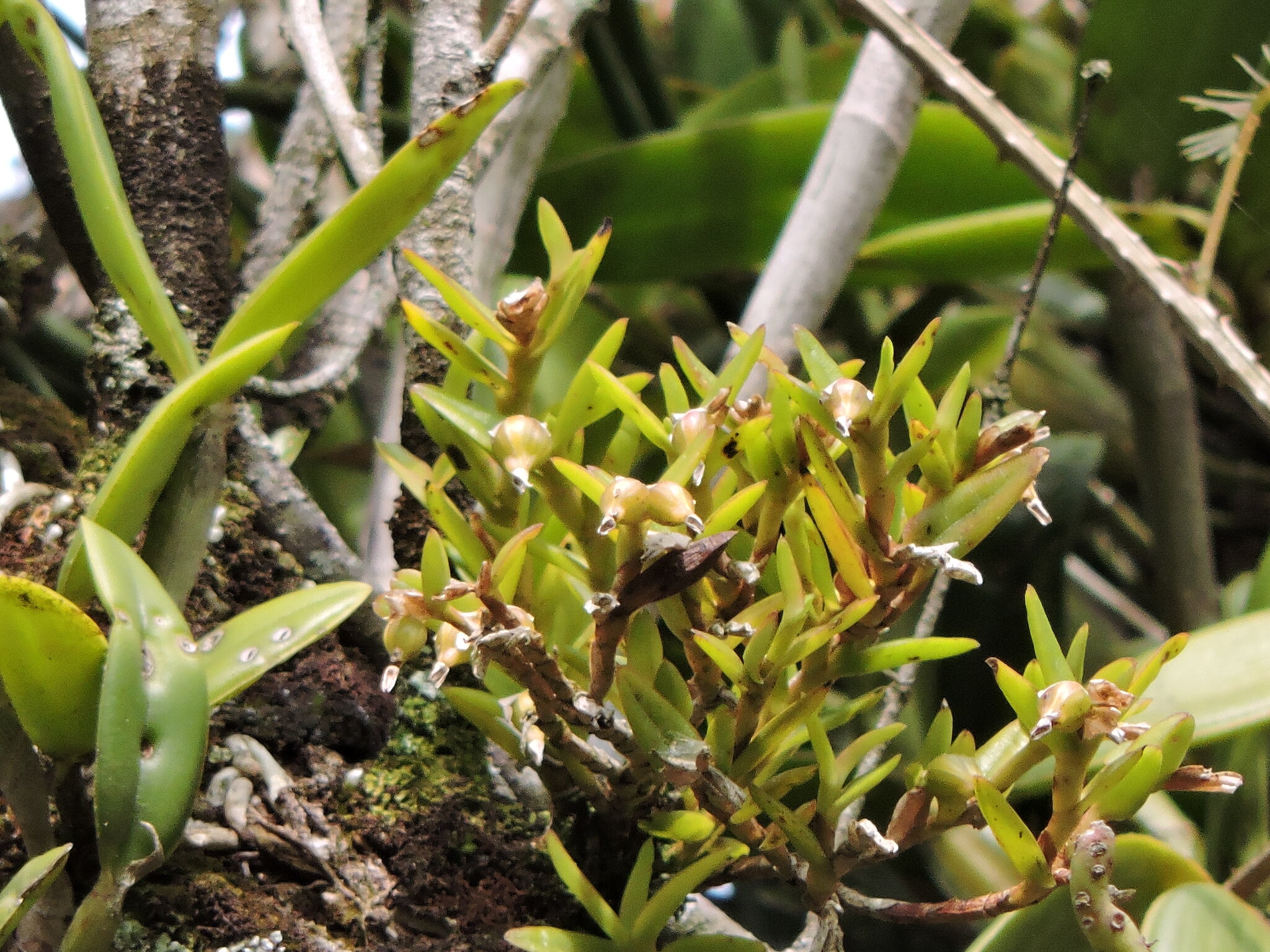 Epidendrum strobiliferum Rchb.f. 2