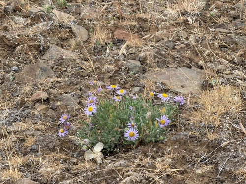 Erigeron poliospermus, photograph 5