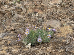 Erigeron poliospermus, photograph (c) James H. Thomas, some rights reserved (CC BY)