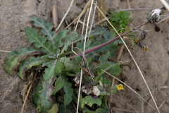 Sonchus megalocarpus