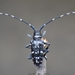 Citrus Longhorn Beetle - Photo (c) Manoj Samuel Grg, some rights reserved (CC BY-NC), uploaded by Manoj Samuel Grg