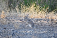 Lepus tolai