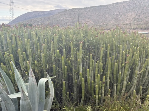 Canary Island Spurge