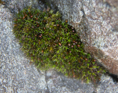 Schistidium maritimum