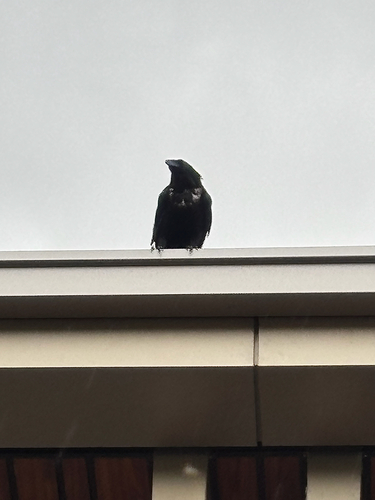 Common Raven