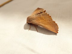 Monoctenia smerintharia