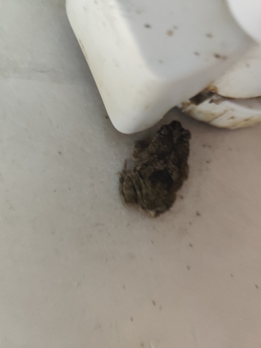granular toad