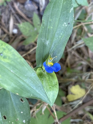 Asiatic dayflower