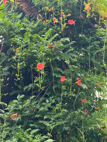 Chinese trumpet vine