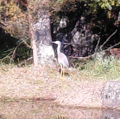 White-faced Heron