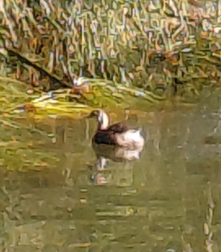 New Zealand Grebe