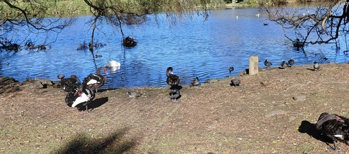 Eurasian Coot