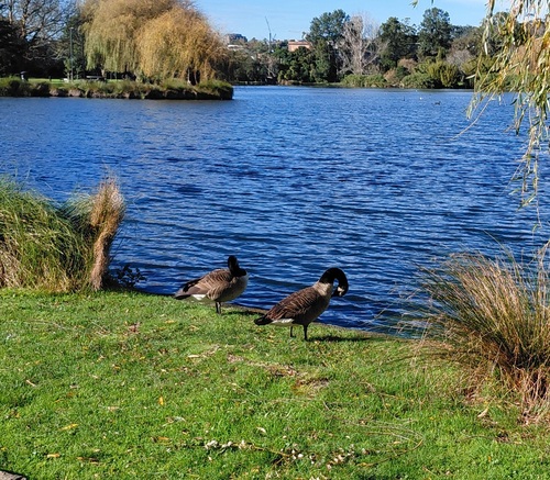 Canada Goose