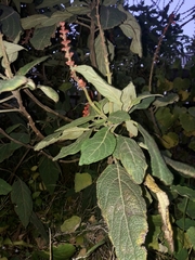 Salvia confertiflora