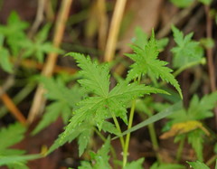 Hydrocotyle geraniifolia